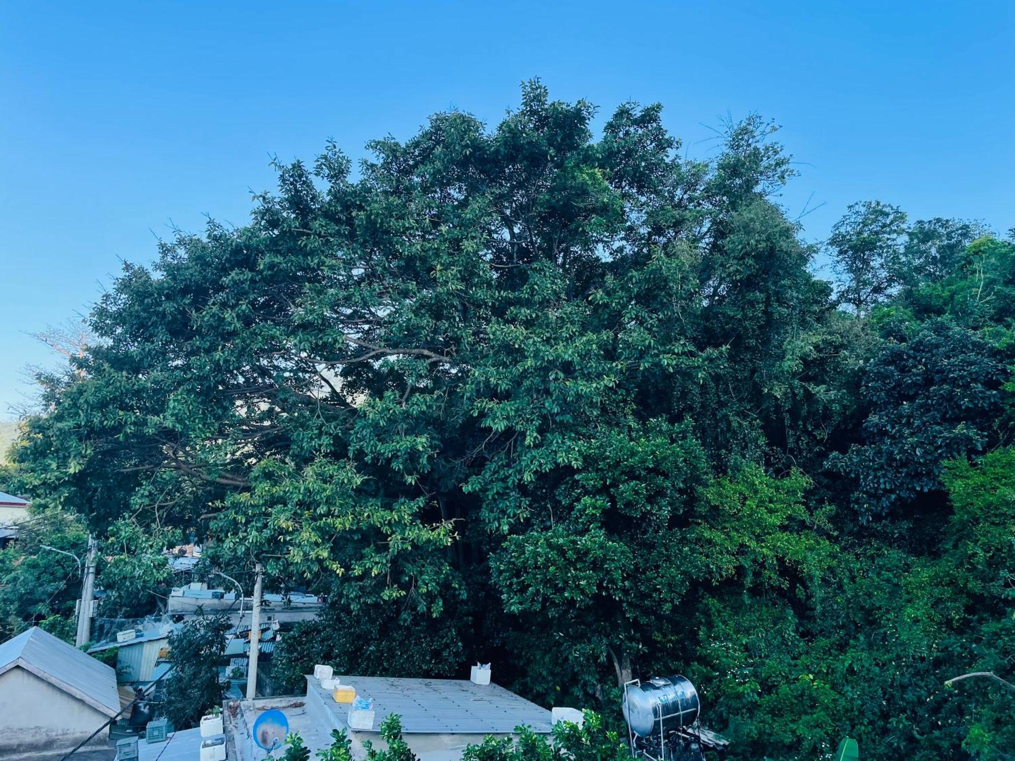 Monkeyland Cham Island Homestay Tân Hiệ Exterior foto